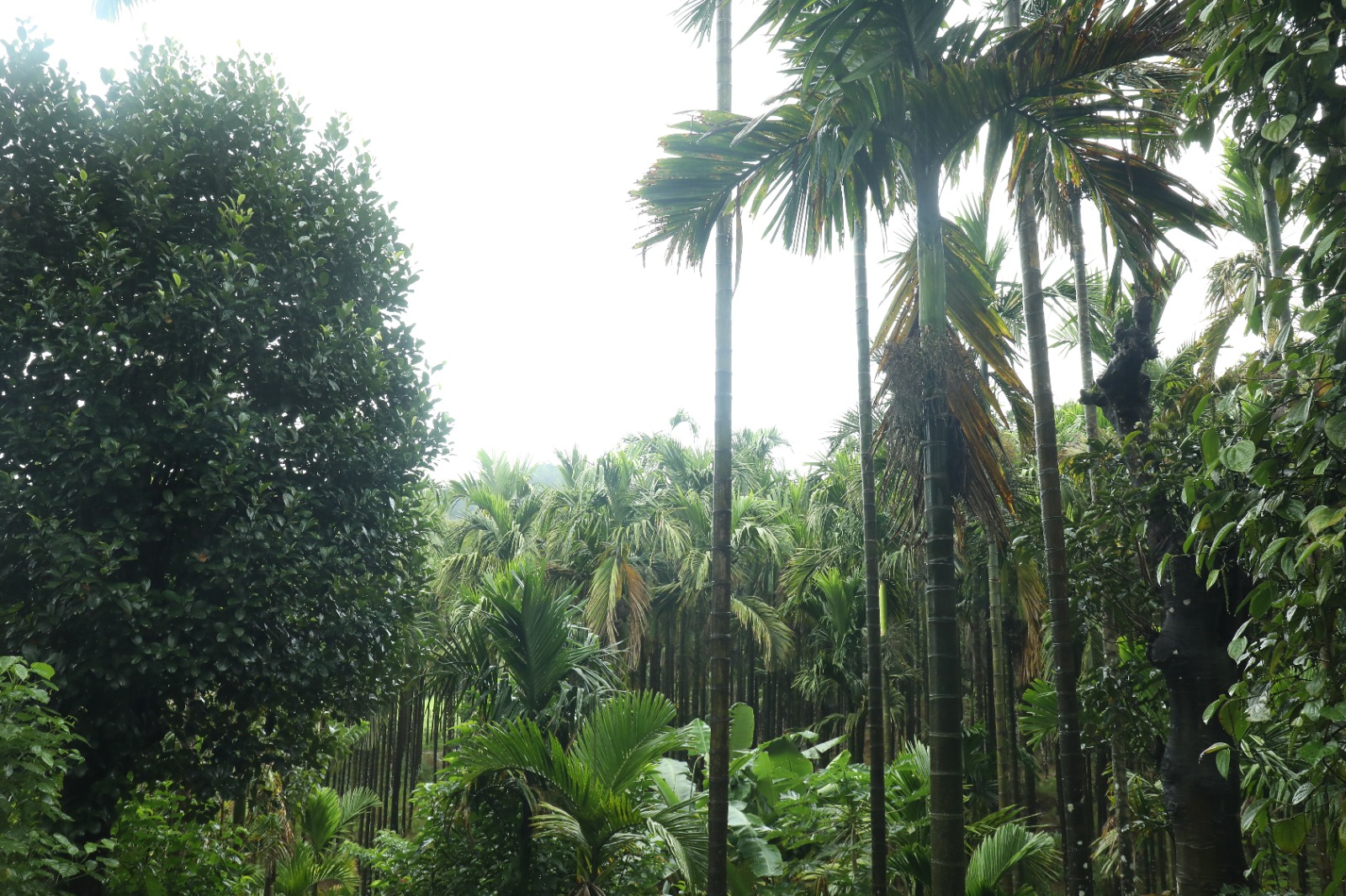 Dense green plantation near Mungaru Woods